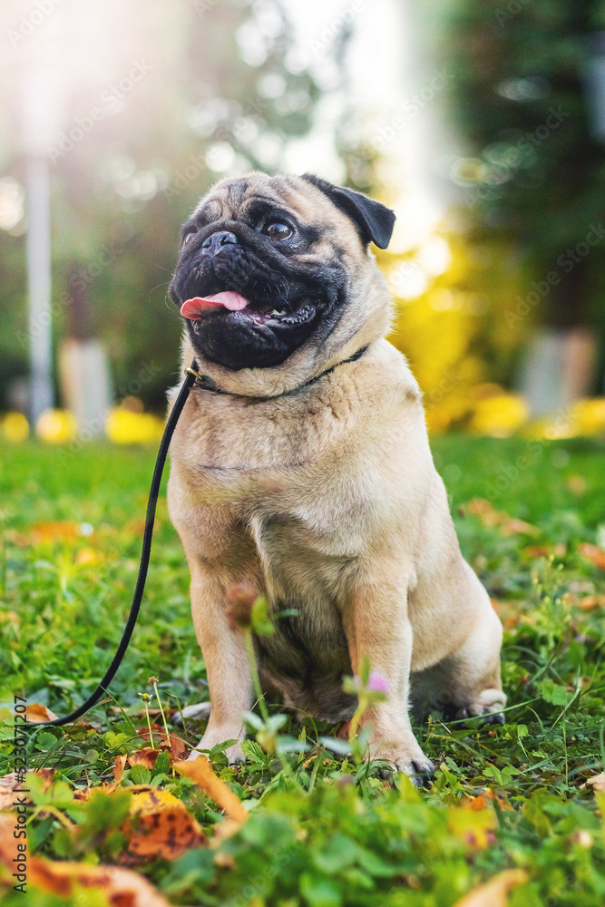 Obraz premium A pug dog on a leash in an autumn park in sunny weather
