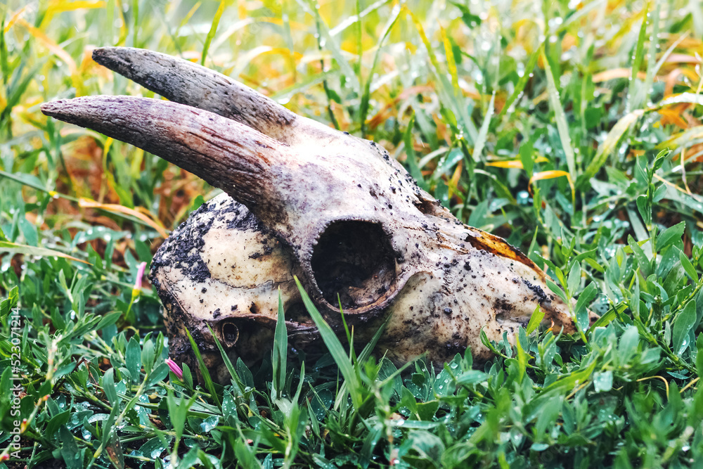 Goat skull in the forest on wet grass Goat skull in the forest on wet grass