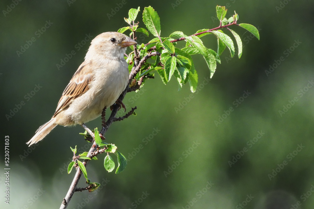 Obraz premium oiseau moineau pose branche regard avant