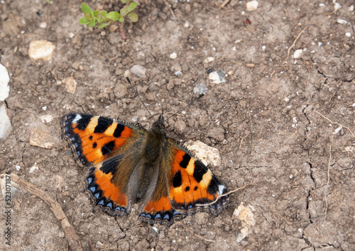 detailed close up of a Small Tortoiseshell butterfly (Aglais urticae)