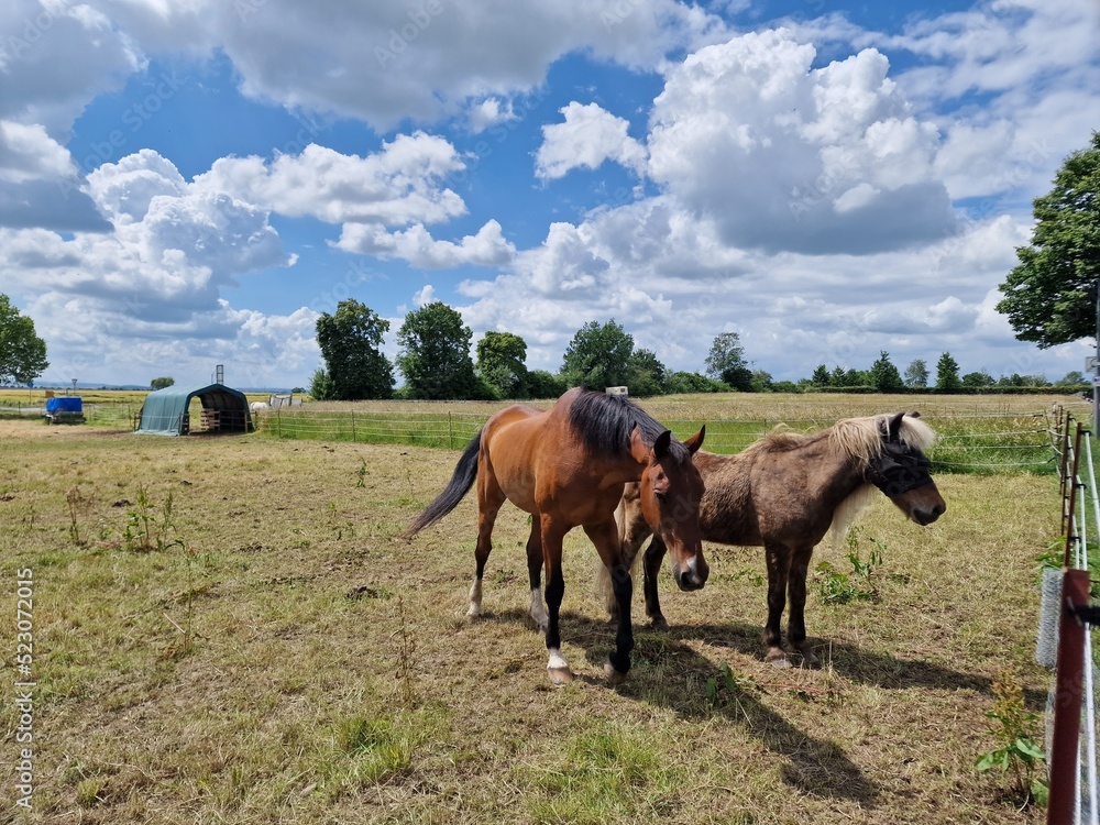 two brown horse in the open meadow