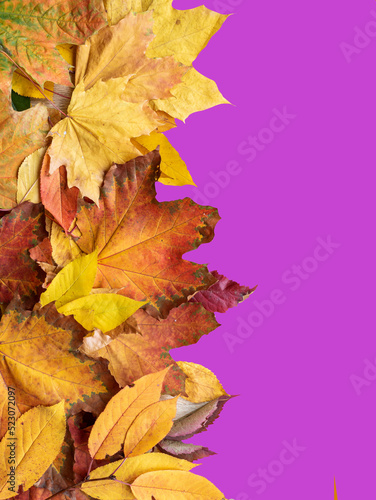 Creative background from autumn leaves. Top view template  mockup