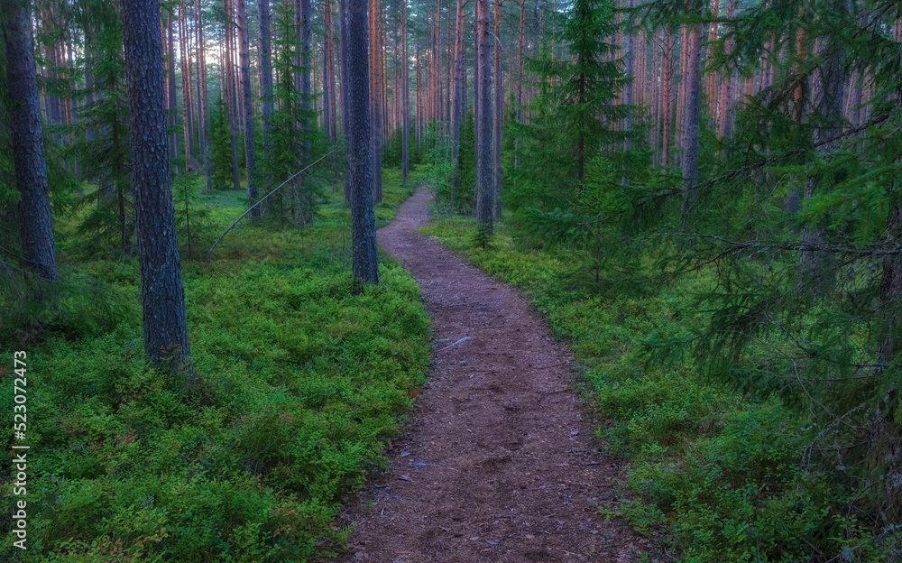 A beautiful path in a light pine forest with blueberry bushes at sunset.