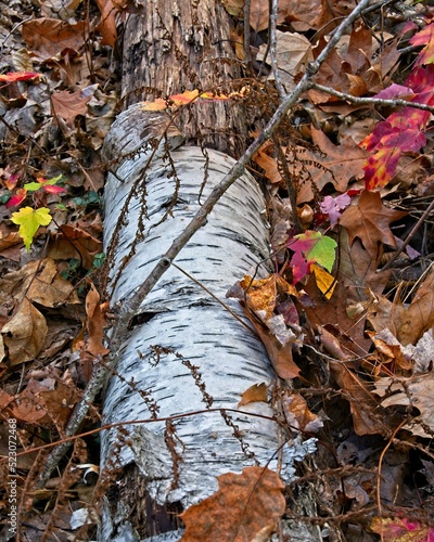 Woodland floor of decaying birch tree trunk and autumn colors at Farnsworth Reservation photo