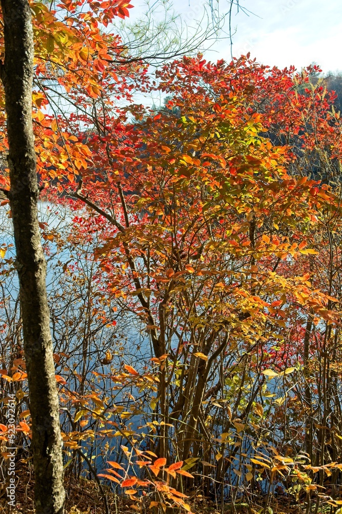 Bright autumn colored leave adorn the trees surrounding lake