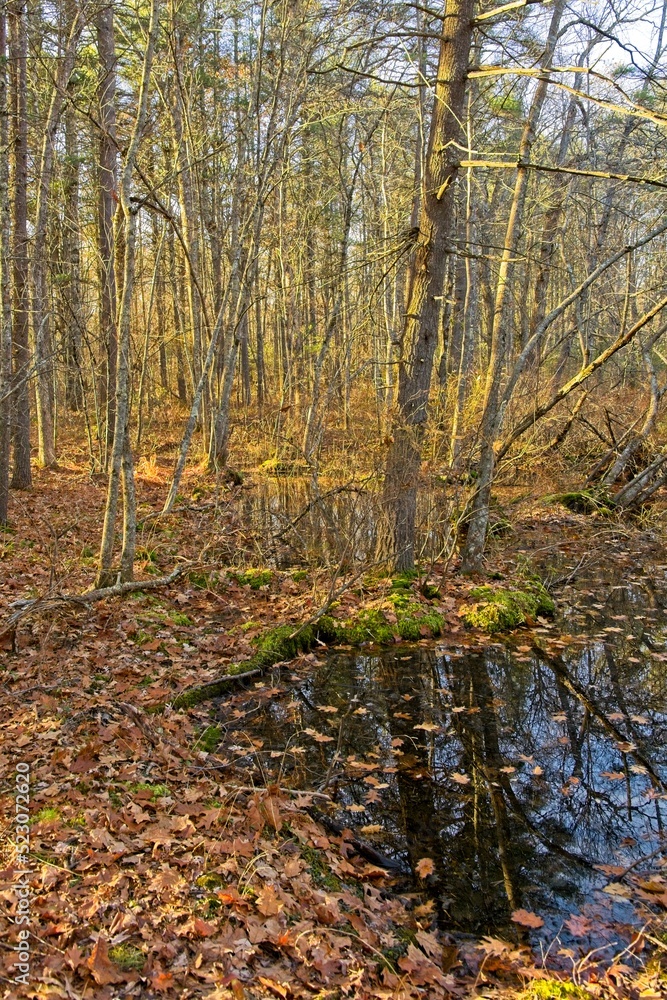 Late autumn sunshine in the woodlands of Harold Parker State forest Late autumn sunshine in the woodlands of Harold Parker State forest