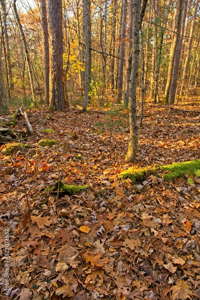 Late autumn sunshine in the woodlands of Harold Parker State forest Late autumn sunshine in the woodlands of Harold Parker State forest