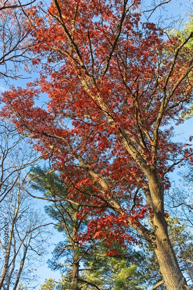 Late autumn sunshine in the woodlands of Harold Parker State forest Late autumn sunshine in the woodlands of Harold Parker State forest