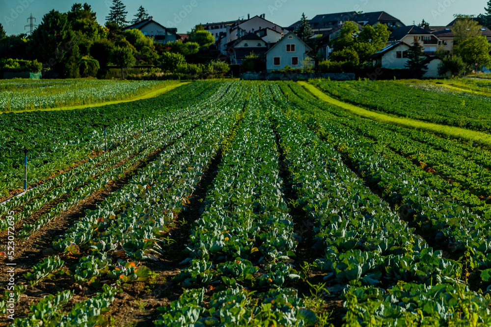 Swiss farmers demonstrate appetite for food security. Cabbage fields.