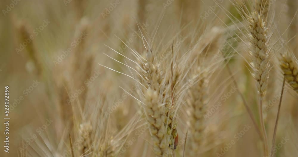 Close up of wheat field,4K Close up of wheat field,4K