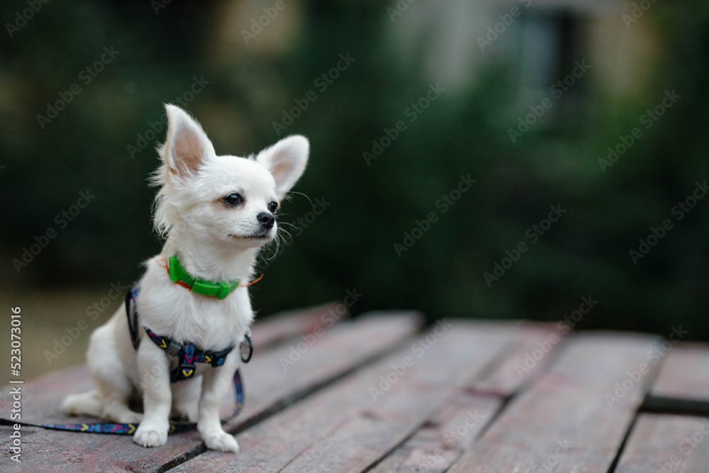 Mini short haired dogs cheap