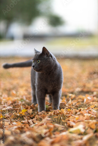 Beautiful Grey British shorthair fluffy cat with green eyes posing on yellow leaves, colorful yard garden background. Warm toning. Pets care. World cat day. Image for cats websites. © Евгения Жигалкина