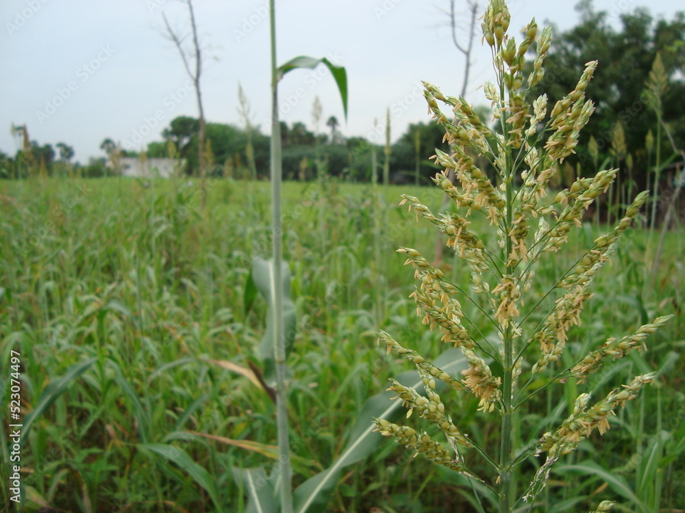 Obraz premium flower,plants