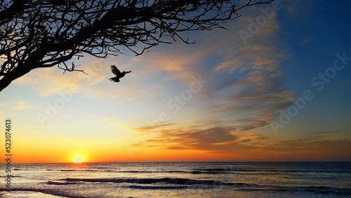 Landscape showing tree and bird fliyng silhouette with beautiful and dramatic sunrise at background at Jacaraípe Serra Espírito Santo Brazil beach