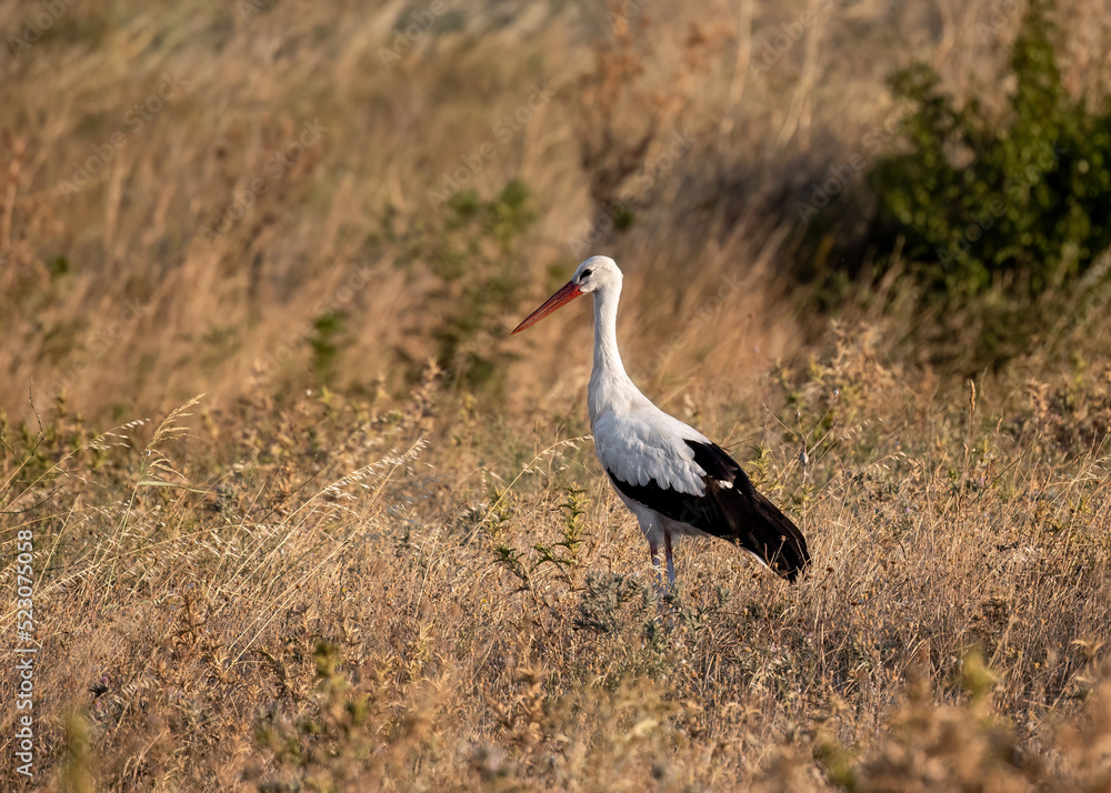 White stork Ciconia Ciconia in the harvest field White stork Ciconia Ciconia in the harvest field