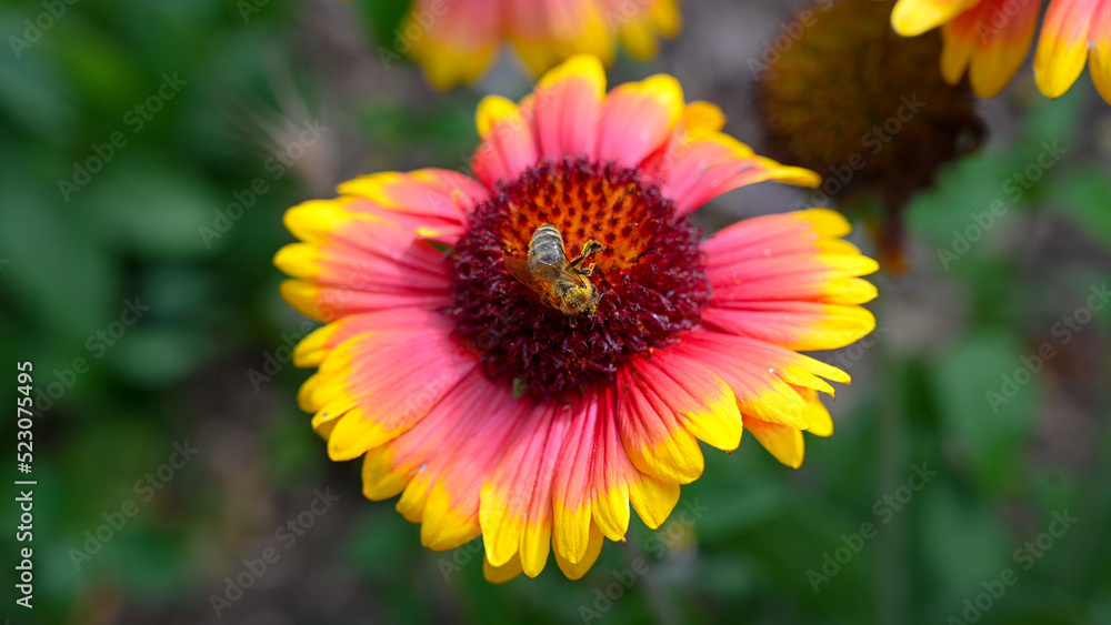 Honey bee collecting pollen from flower in the field, close up. Honey bee collecting pollen from flower in the field, close up.