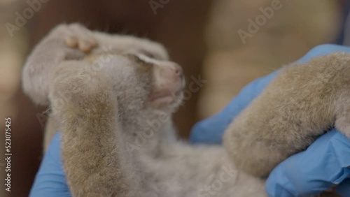 Slow Loris Monkey Lying On Hands Of Veterinarian  - Sumatra, Indonesia photo