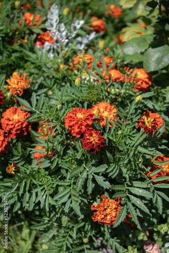 Tagetis, garden flowers in a flower bed