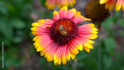 Honey bee collecting pollen from flower in the field  close up. 