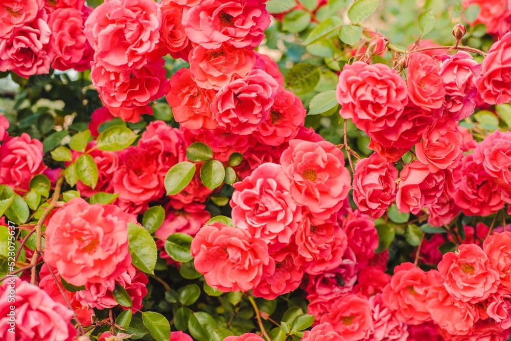 Fototapeta premium pink and white roses