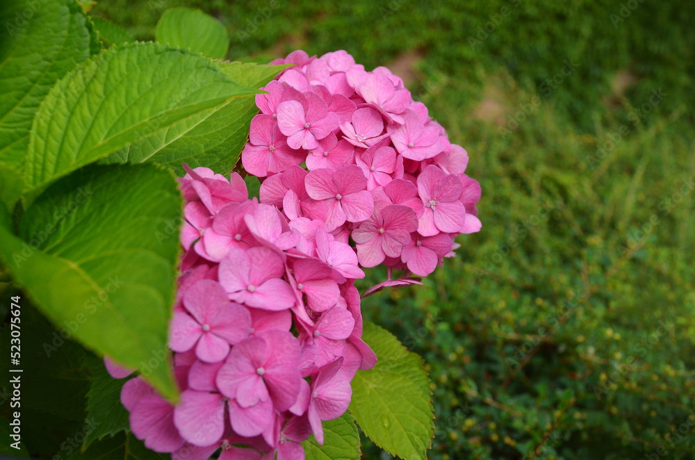 Bright pink Hortensja (Hydrangeas Macrophylla )with fresh green leaves blooms in the summer garden  against greenery background .close up photo outdoors. Gardening ,cultivated flowers concept