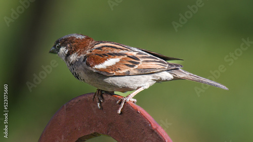 Sparrow in the summer garden, sunny day.