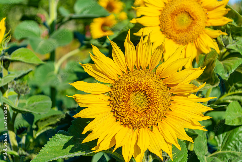 A large head of a blooming yellow sunflower. A large head of a blooming yellow sunflower.