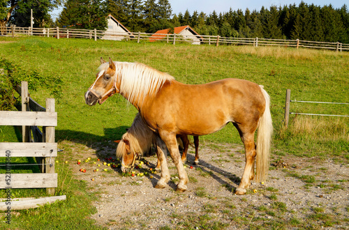 a beautiful palomino mare and a cute pony eating apples on the alpine meadow in Steingaden, Allgau, Bavaria, Germany	 photo