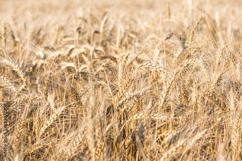 Rye spikelets. Agriculture farm. Golden field background Rye spikelets. Agriculture farm. Golden field background