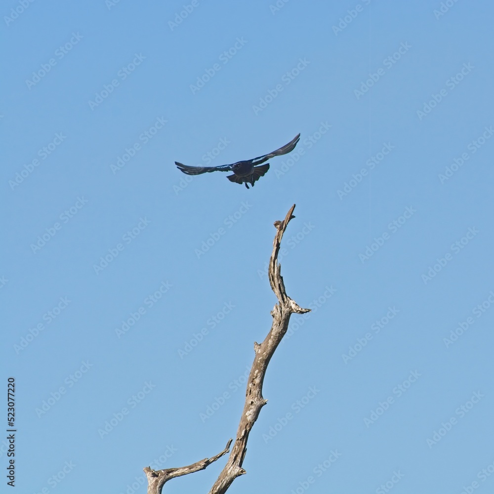 Boat-tailed grackle takes flight off a bare tree protruding into blue sky Boat-tailed grackle takes flight off a bare tree protruding into blue sky