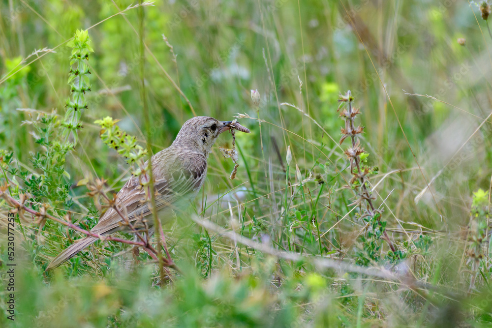 Tree Pipit Anthus trivialis. Wild bird in a natural habitat Tree Pipit Anthus trivialis. Wild bird in a natural habitat