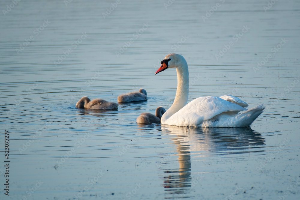 White mother swan swimming with little chicks White mother swan swimming with little chicks