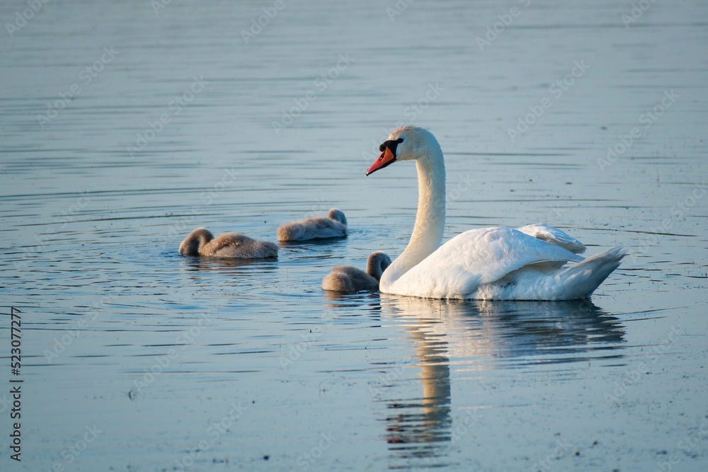 White mother swan swimming with little chicks