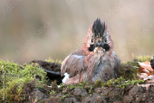 Eurasian jay Garrulus glandarius in the wild photo