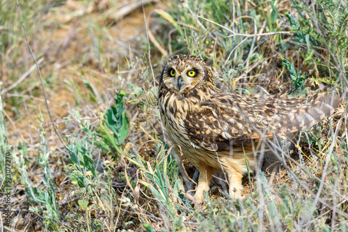 A stunning Short-eared Owl Asio flammeus, perched on grass