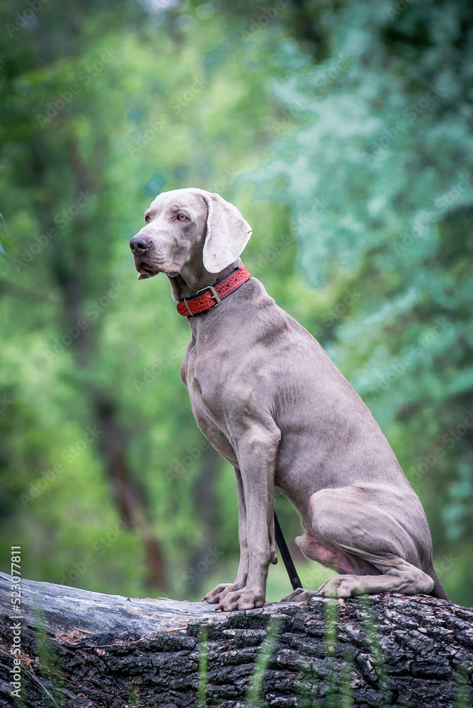  A large gray dog sits gracefully on a tree