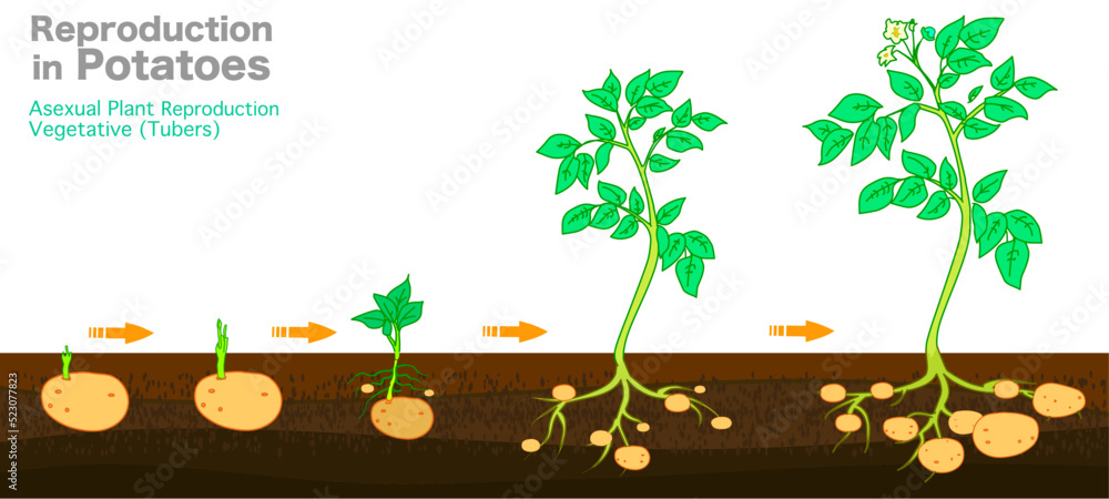 Tubers Plants