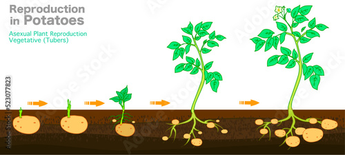 Potatoes reproduction cycle. Vegetative asexual propagation of plants. Potato planting, growing steps. Tubers develop from stolon, stems or roots, stages. Growth of eyes. Botanical Illustration vector photo