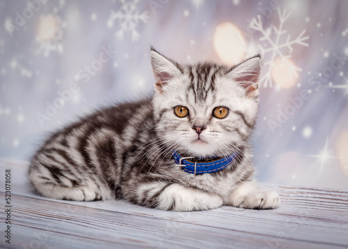 Cute little kitten lies on a snowy background. © Mykola Tkach