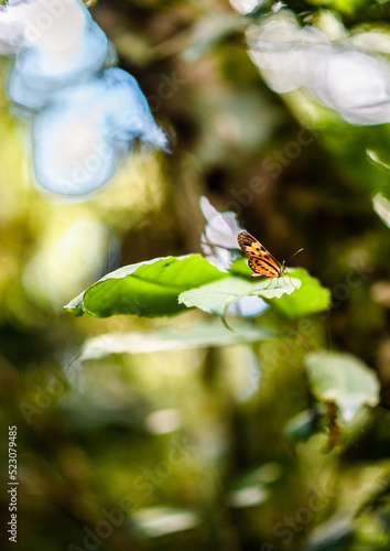 Borboleta / Butterfly