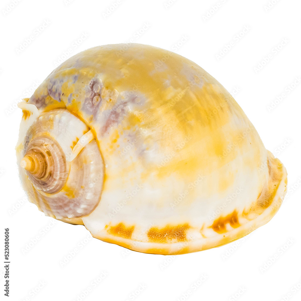 Sea shellfish isolated on white background Sea shellfish isolated on white background