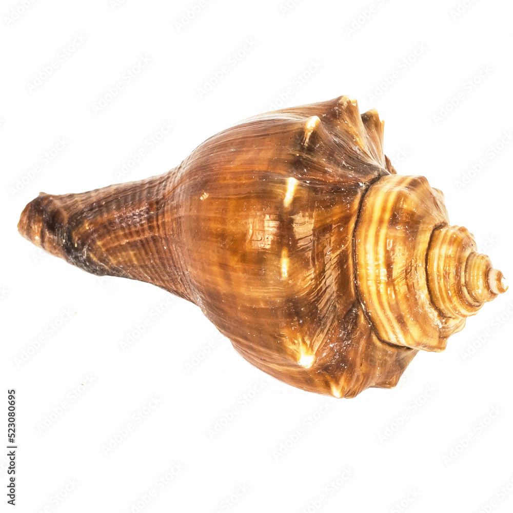 Sea shellfish isolated on white background Sea shellfish isolated on white background