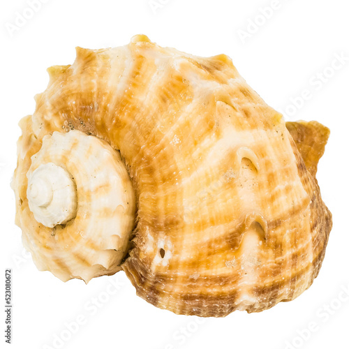 Sea shellfish isolated on white background