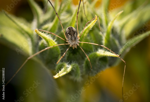 Harvestman spider photo
