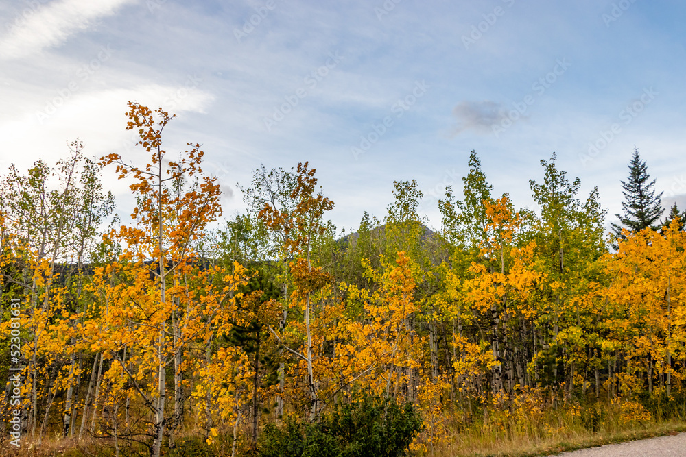 Trees turning colour in the park. Bow Valley Provincial Park, Alberta, Canada
