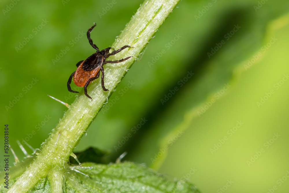 Closeup of castor bean tick climbing up a green stem. Ixodes ricinus. Wet parasitic insect with water drop on leg crawling on hairy leaf detail in blurry nature background. Diseases transmission risk. Closeup of castor bean tick climbing up a green stem. Ixodes ricinus. Wet parasitic insect with water drop on leg crawling on hairy leaf detail in blurry nature background. Diseases transmission risk.
