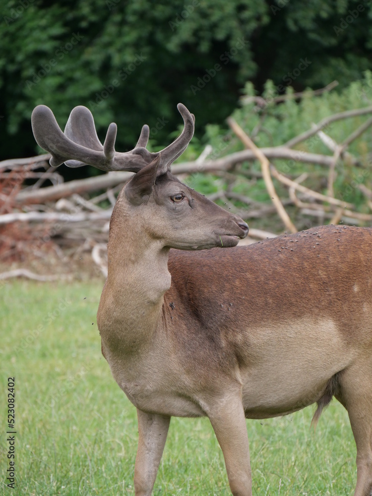 Fototapeta premium Wild deer