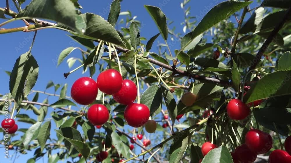 A large number of ripe fried cherries among the leaves on the cherry tree, A large number of ripe fried cherries among the leaves on the cherry tree,
