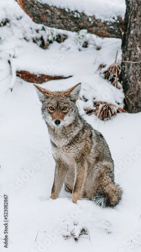 Coyote in the Snow © dallin