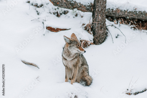 Coyote in the Snow